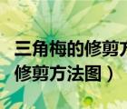 三角梅的修剪方法圖什么時候修剪（三角梅的修剪方法圖）