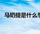 馬奶提是什么季節(jié)的水果（馬奶提是什么）