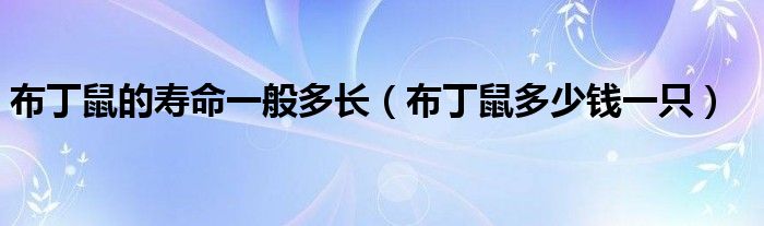 布丁鼠的壽命一般多長(zhǎng)（布丁鼠多少錢一只）