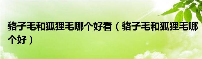 貉子毛和狐貍毛哪個(gè)好看（貉子毛和狐貍毛哪個(gè)好）