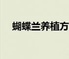 蝴蝶蘭養(yǎng)植方法（蝴蝶蘭家庭養(yǎng)殖方法）