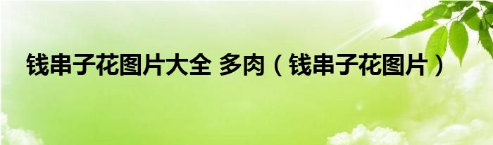 錢串子花圖片大全 多肉（錢串子花圖片）