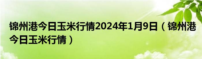 錦州港今日玉米行情2024年1月9日（錦州港今日玉米行情）