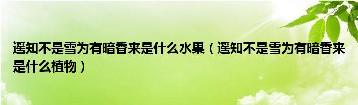 遙知不是雪為有暗香來是什么水果（遙知不是雪為有暗香來是什么植物）