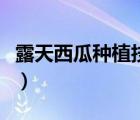 露天西瓜種植技術(shù)和管理（露天西瓜種植技術(shù)）