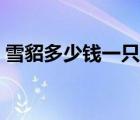 雪貂多少錢一只寵物純白（雪貂多少錢一只）