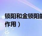 鎖陽和金鎖陽的功效與作用（金鎖陽的功效與作用）