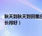 秋天到秋天到田里莊稼長(zhǎng)得好圖片（秋天到秋天到田里莊稼長(zhǎng)得好）