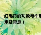 紅毛丹的功效與作用及禁忌和各種含量（紅毛丹的功效與作用及禁忌）