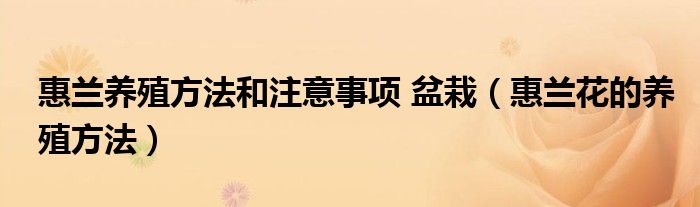 惠蘭養(yǎng)殖方法和注意事項(xiàng) 盆栽（惠蘭花的養(yǎng)殖方法）