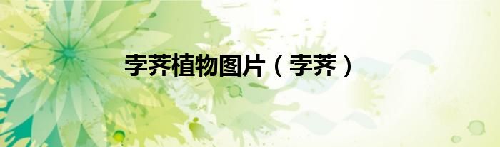 孛薺植物圖片（孛薺）
