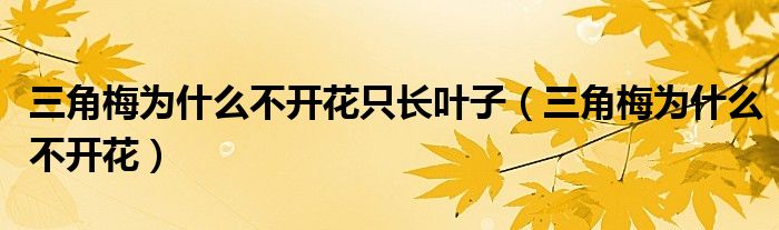 三角梅為什么不開(kāi)花只長(zhǎng)葉子（三角梅為什么不開(kāi)花）