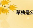草豬是公的還是母的?（草豬）