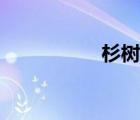 杉樹長什么樣（杉樹）