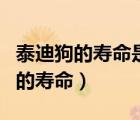 泰迪狗的壽命是和人一樣的算年齡嗎（泰迪狗的壽命）