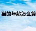 貓的年齡怎么算才算一歲（貓的年齡怎么算）