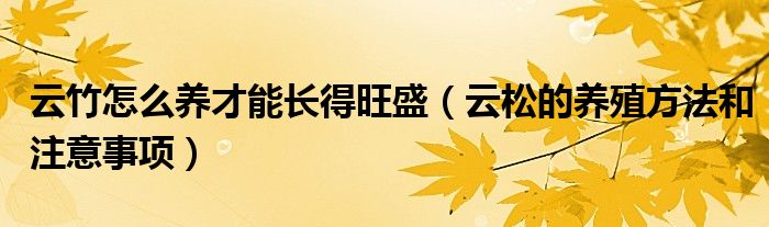云竹怎么養(yǎng)才能長得旺盛（云松的養(yǎng)殖方法和注意事項）