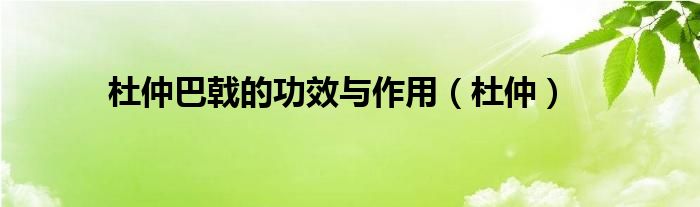 杜仲巴戟的功效與作用（杜仲）