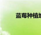 藍(lán)莓種植地區(qū)在哪里（藍(lán)莓種植）
