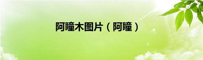 阿瞳木圖片（阿瞳）