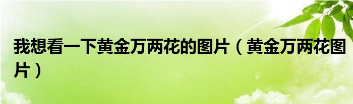 我想看一下黃金萬兩花的圖片（黃金萬兩花圖片）