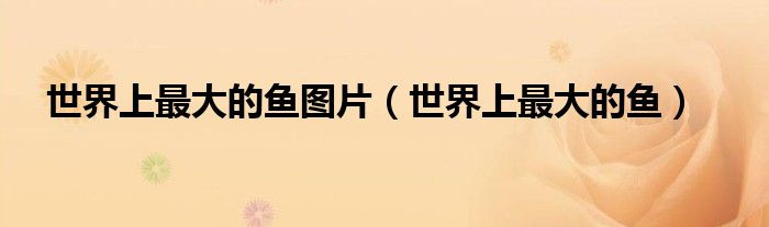 世界上最大的魚圖片（世界上最大的魚）