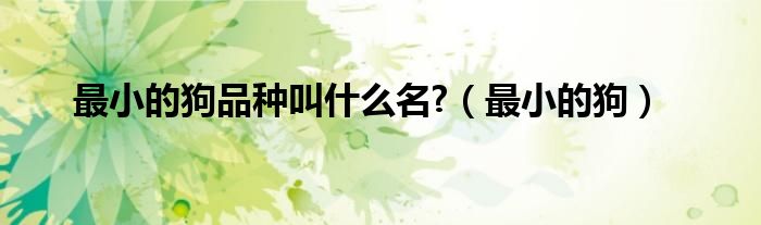 最小的狗品種叫什么名?（最小的狗）