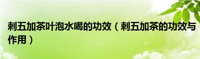 刺五加茶葉泡水喝的功效（刺五加茶的功效與作用）
