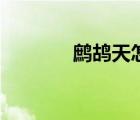 鷓鴣天怎么讀（鷓鴣怎么讀）