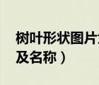 樹葉形狀圖片大全 各種各樣（樹葉形狀圖片及名稱）