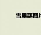 雪里蕻圖片簡筆畫（雪里蕻圖片）