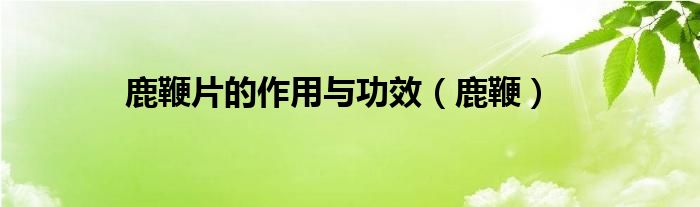 鹿鞭片的作用與功效（鹿鞭）