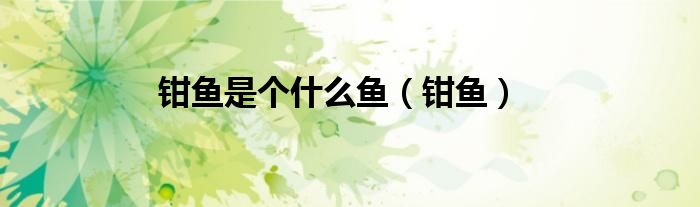 鉗魚是個什么魚（鉗魚）