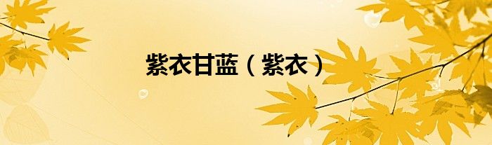 紫衣甘藍(lán)（紫衣）