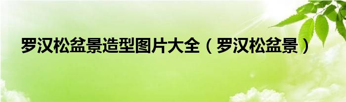 羅漢松盆景造型圖片大全（羅漢松盆景）