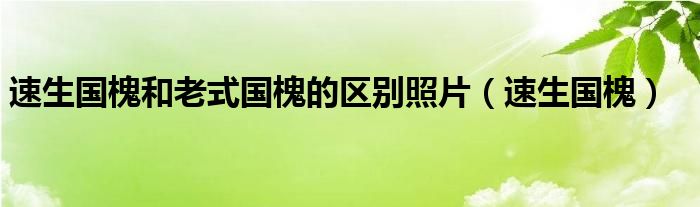 速生國槐和老式國槐的區(qū)別照片（速生國槐）
