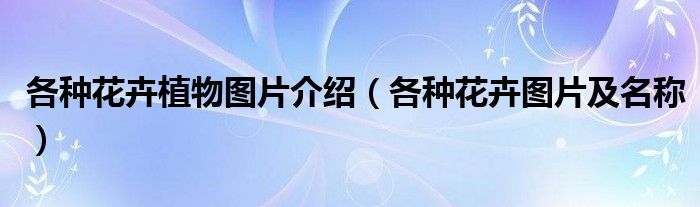 各種花卉植物圖片介紹（各種花卉圖片及名稱）