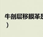 牛剖層移膜革是什么皮（牛剖層移膜革是什么）