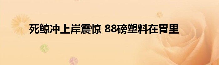 死鯨沖上岸震驚 88磅塑料在胃里